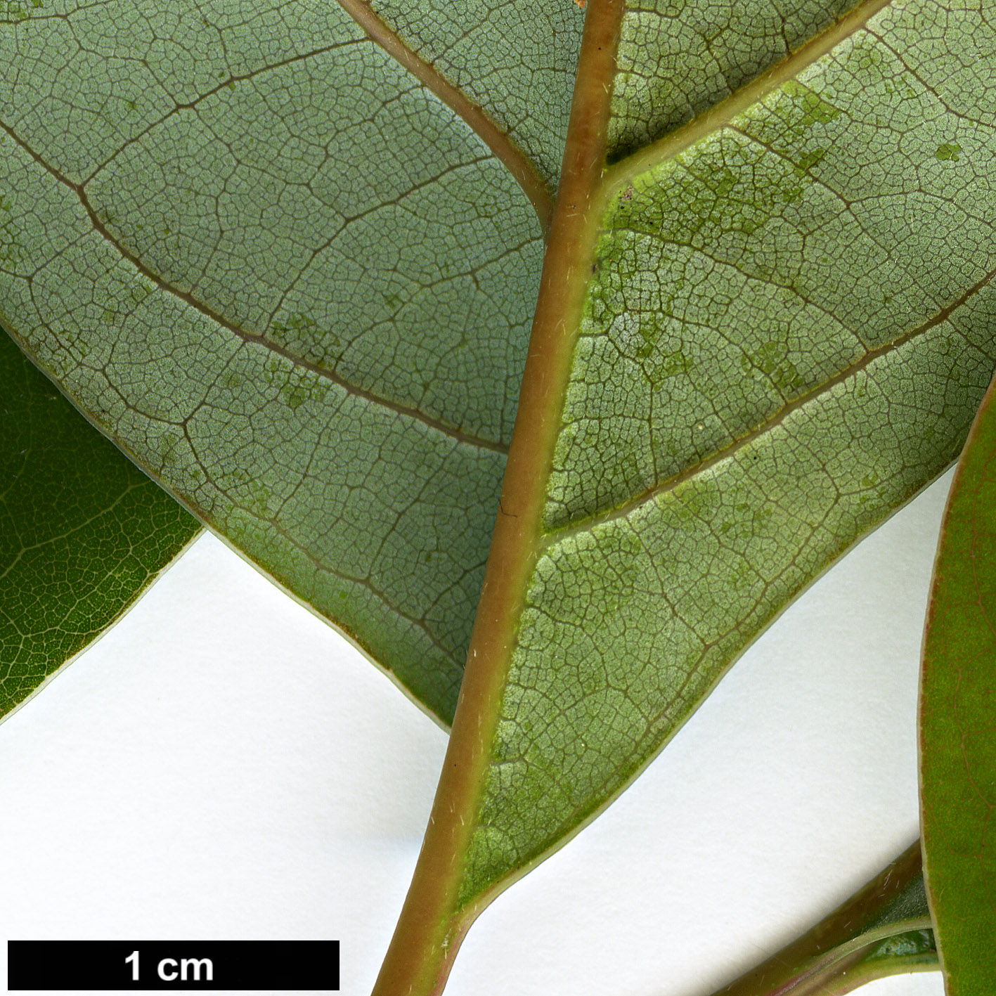 High resolution image: Family: Lauraceae - Genus: Nothaphoebe - Taxon: cavaleriei